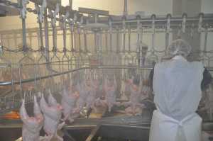 ubojnia drobiu Wielkopolskie