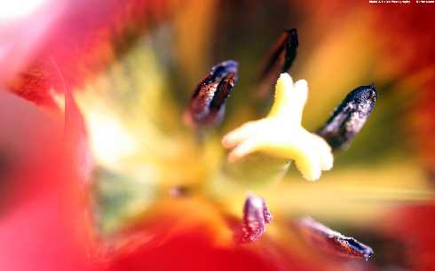 hurtownia kurczaków Rychwał