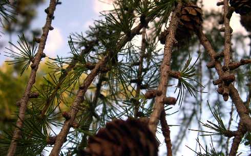 ubojnia drobiu popularna