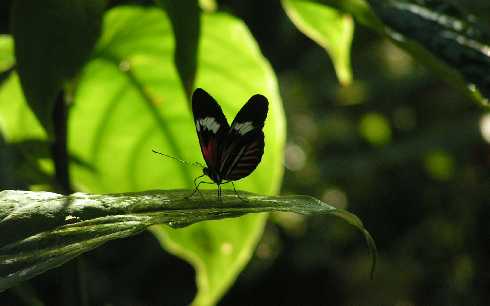 ubojnia kurczaków Szczecinek