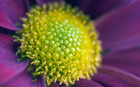 woj. dolnośląskie rzeźnie kurczaków