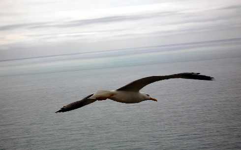 mazowieckie rzeźnia drobiu