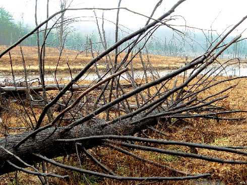 hurtownia kurczaków Dziwnów