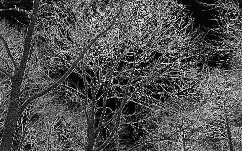 ubojnia drobiu Chrustowo