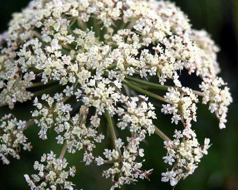 ubojnie drobiu województwo podlaskie