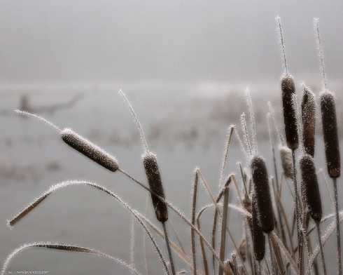 kurczaki Bydgoszcz cennik