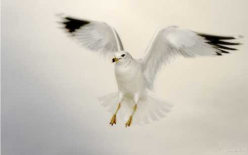 Wielkopolska ubojnia drobiu