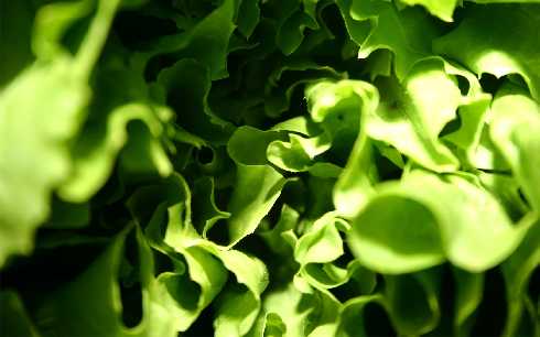 Koszalin mięso z kurczaków