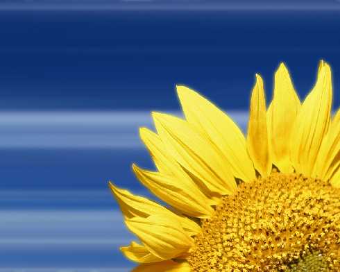 ubojnia kurczaków Pyrzyce