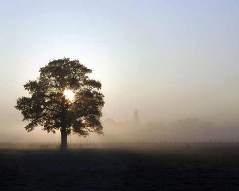 mięsko z kurczaka Koszalin