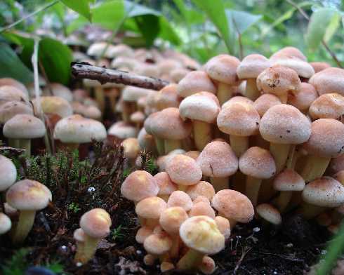 kurczaki hurtownie Poznań