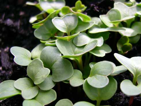 łódzkie rzeźnia kurczaków