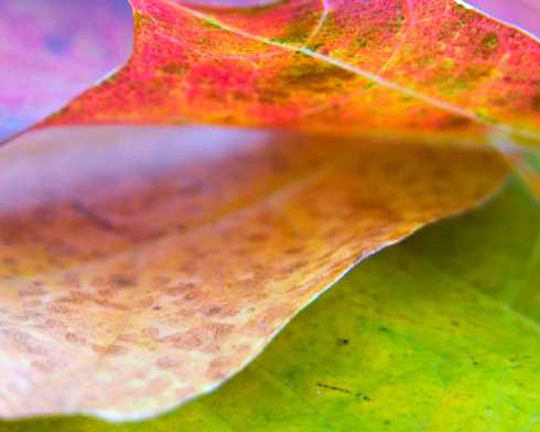 ubojnia kurczaków Rumia