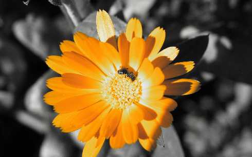 ubojnia drobiu popularna