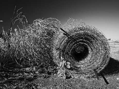 kurczaki dla hotelu Poznań
