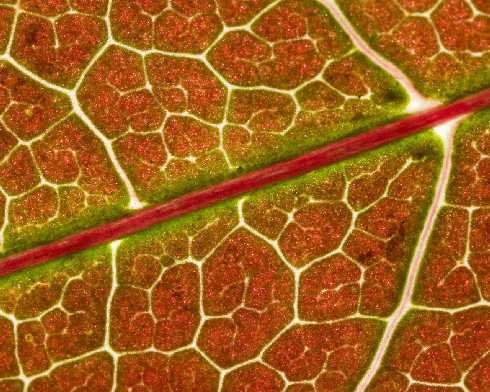 kujawsko pomorskie ubojnia kur