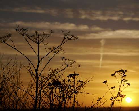 pomorskie ubojnia kur