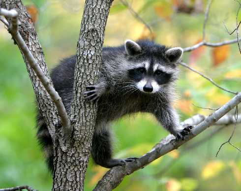 ubojnia kurczaków podlaskie