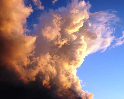 Ubojnia drobiu Wielkopolska