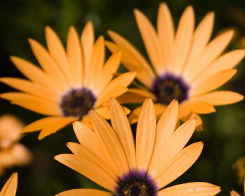 kurczaki dla hurtowni Toruń