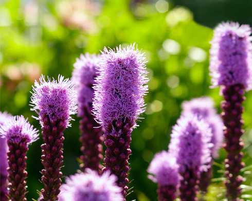 Piła ubojnia drobiu