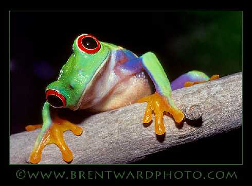 Wielkopolska Ubojnia drobiu