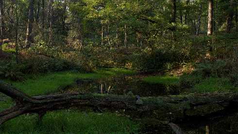 ubojnia drobiu Wielkopolskie