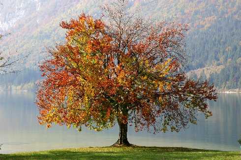 ubojnia drobiu Wielkopolska