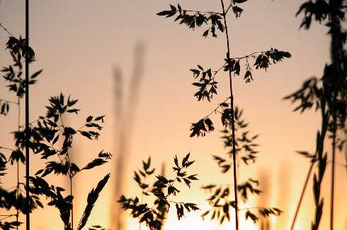 rzeźnie drobiu podlaskie