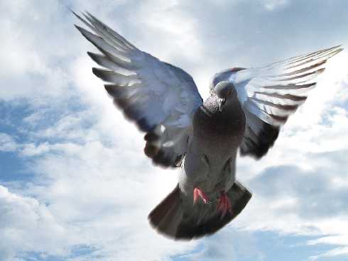 kurczaki hurt Drawno