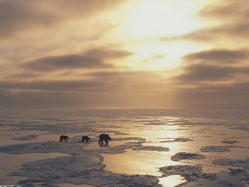 hurtownia drobiu Bydgoszcz