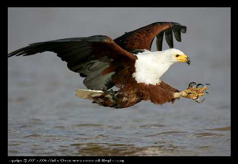 kurczaki Gorzów Wielkopolski