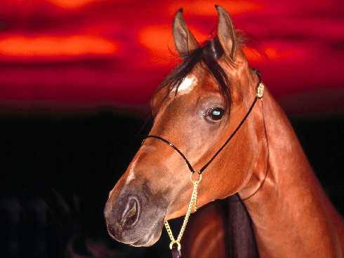 ubojnie drobiu Wielkopolskie