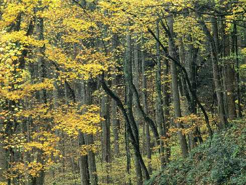 Ubojnia drobiu Wielkopolska