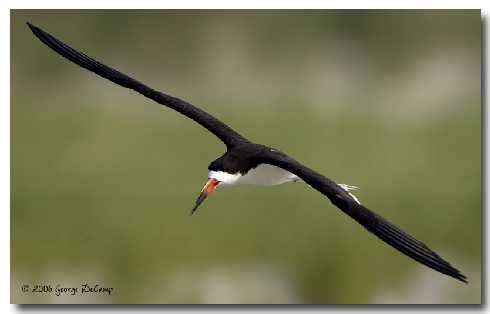 Wielkopolska ubojnia drobiu
