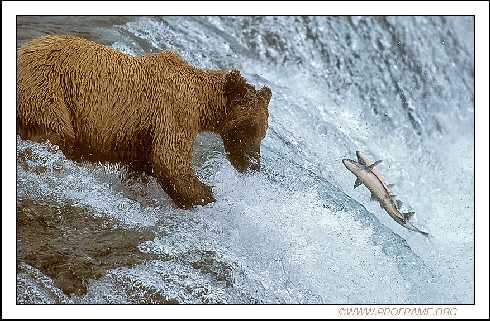 Toruń udka z kurczaka