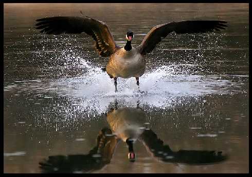 kurczaki Golub-Dobrzyń