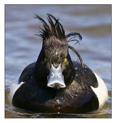 ubojnia kur woj. lubelskie