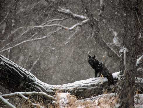 Nowe Miasteczko kurczaki