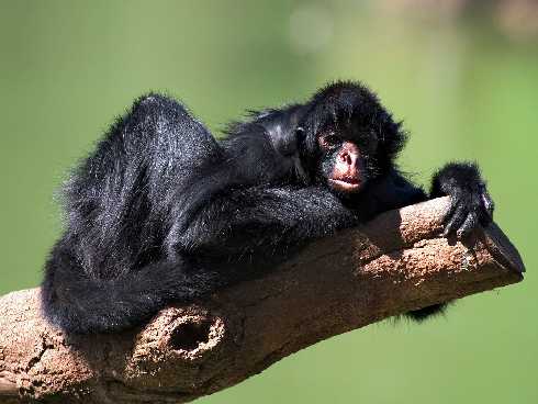 ubojnia drobiu zobacz