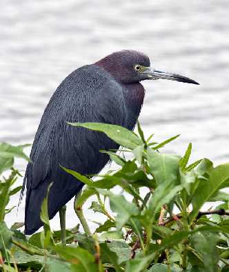 ubojnia drobiu w Wielkopolsce