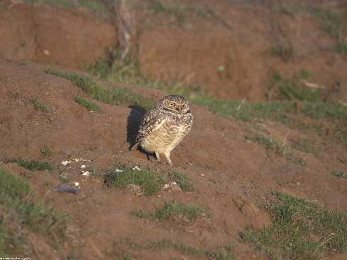 ubojnie kur świętokrzyskie