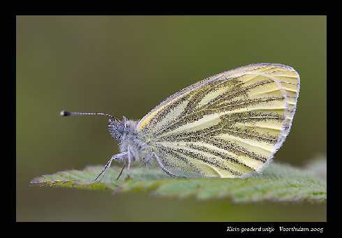 opolskie rzeźnie drobiu