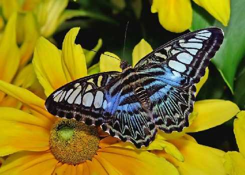 super ubojnia drobiu