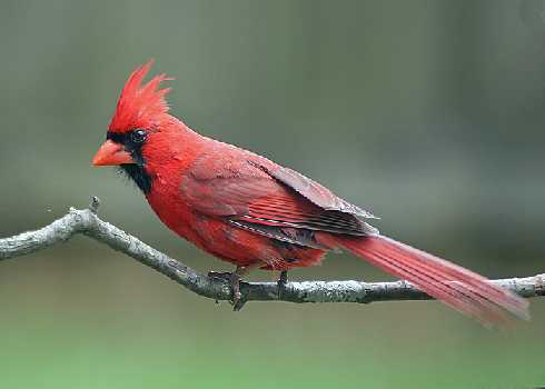 Wielkopolska ubojnia drobiu