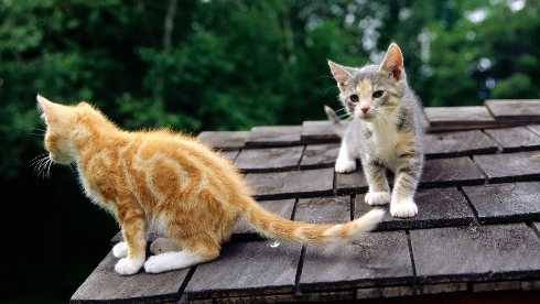 ubojnia drobiu Wielkopolska