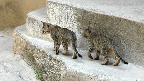 Piła ubojnia drobiu