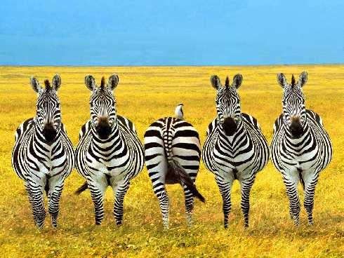 wielkopolskie rzeźnie drobiu