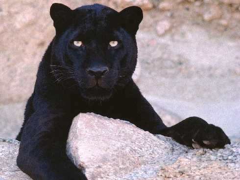 ubojnia kurczaków podlaskie