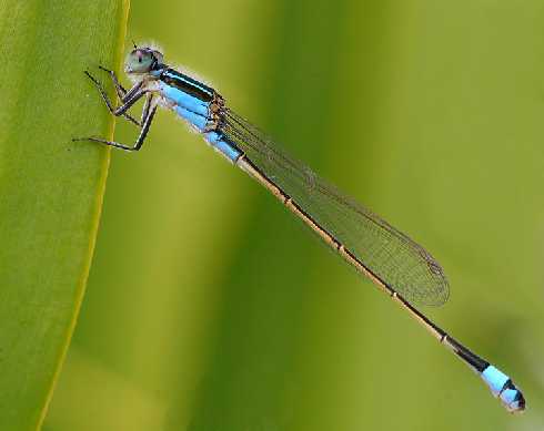 hurtownia drobiu Torzym